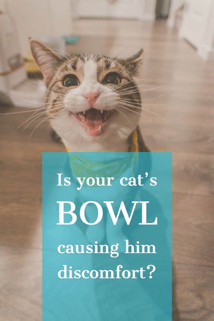 how to choose a cat bowl