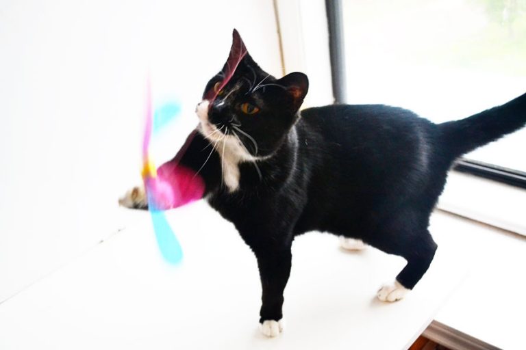 Pet Ki’s RompiCatz Japanese Cat Wand Toys: Review