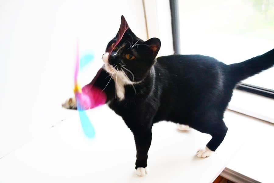 cat with Japanese cat toy wand