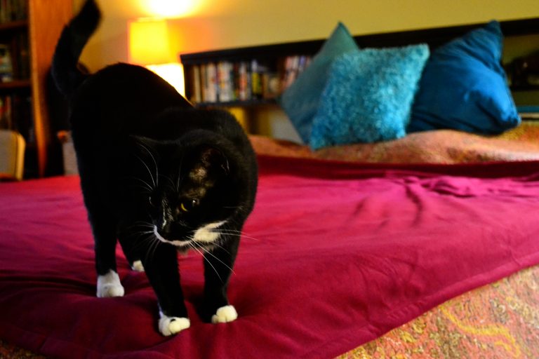 Review: Blue Zoca Waterproof Cat Blanket