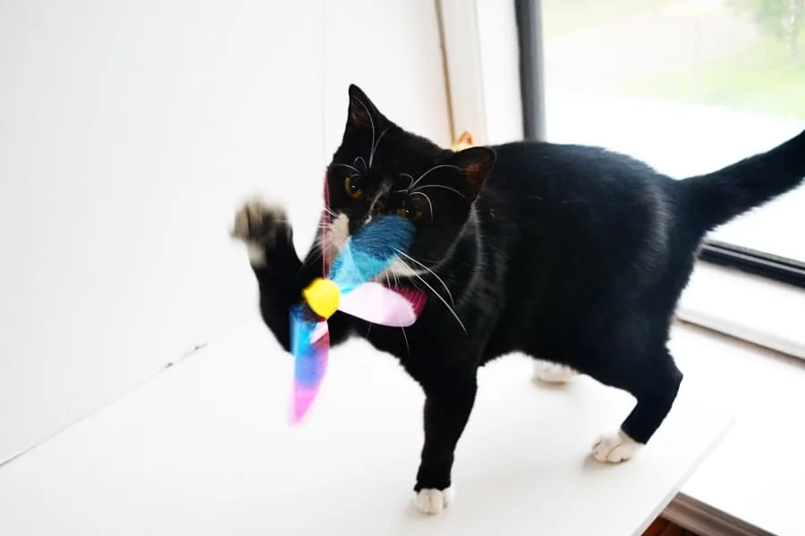 Japanese cat toy wand and tuxedo cat