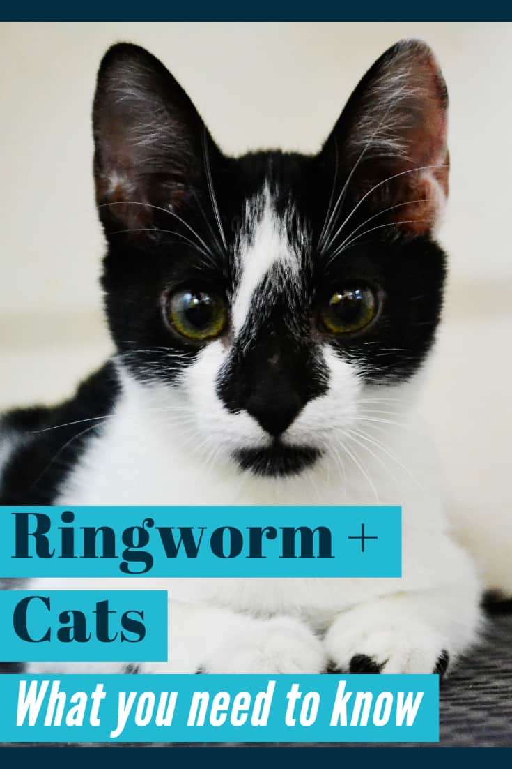 ringworm in cats