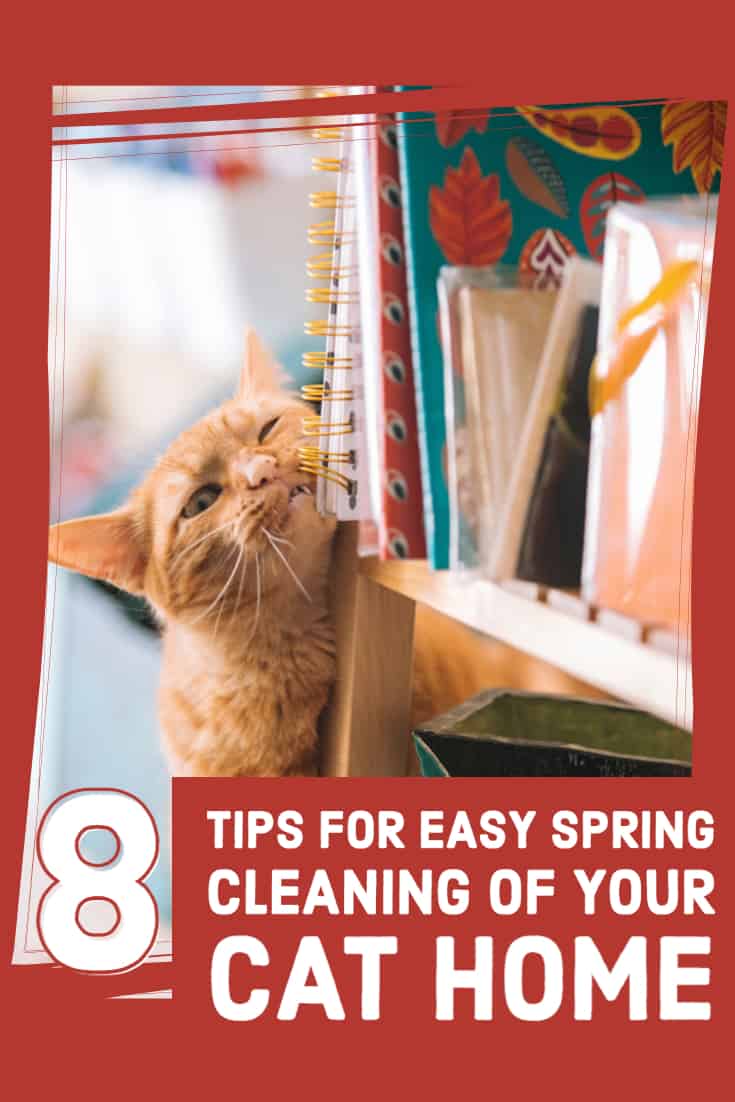 8 tips for spring cleaning your cat home