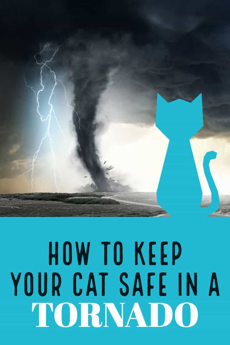 How to keep your cat safe before, during and after a tornado strikes