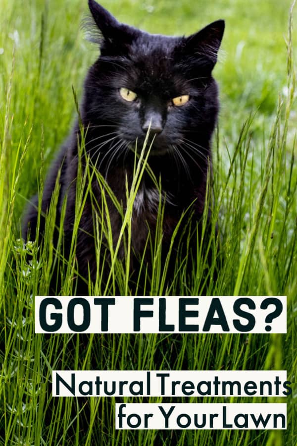 Prevent Fleas with Natural Treatments for Your Lawn