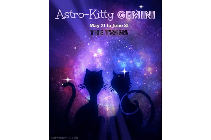 18x18 Multicolor Kitten Cat Gemini Zodiac Sign Astrology Birthday Horoscope Throw Pillow Wowsome