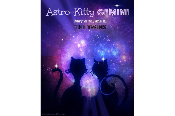 Cat astrology: Gemini cats