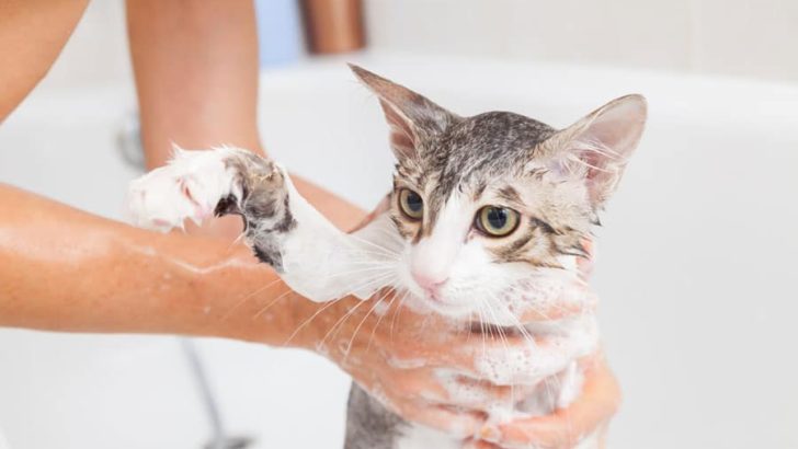 giving a cat a bath