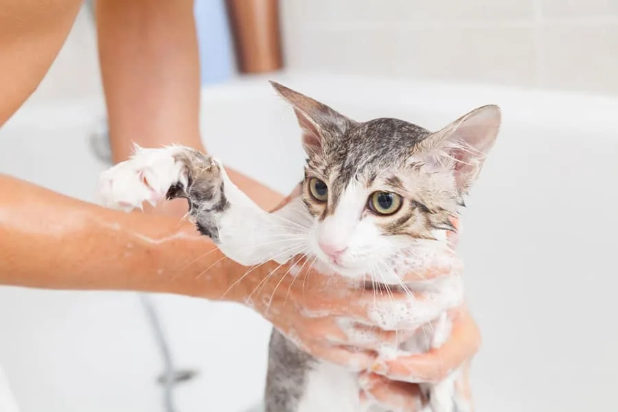 giving a cat a bath