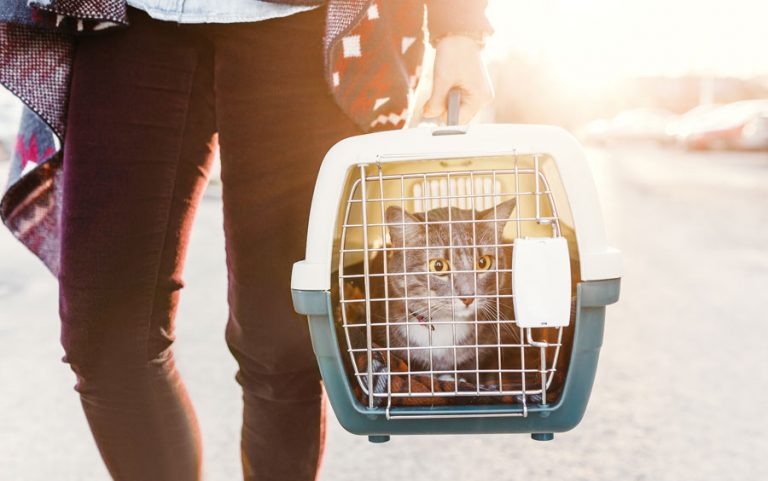 How to Evacuate Cats in an Emergency
