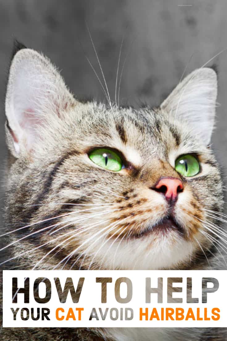 hogyan segítsünk a macskának elkerülni a hairballs-t és a nemzeti hairball awareness day-t