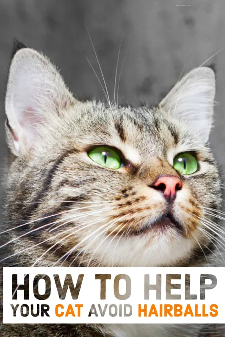 how to help your cat avoid hairballs and national hairball awareness day