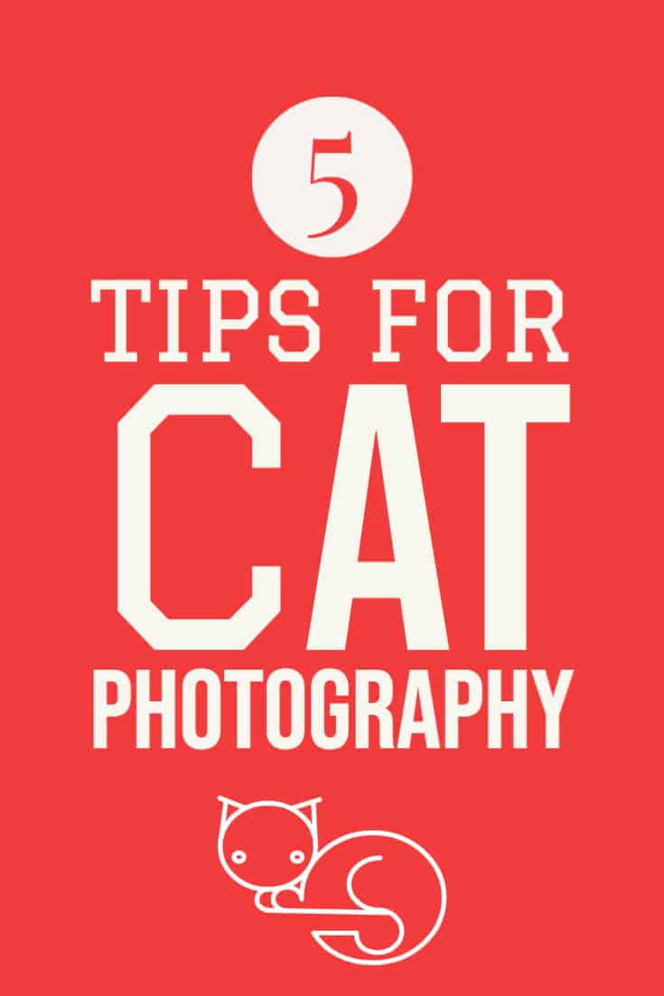 5 Tips for Great Cat Photography