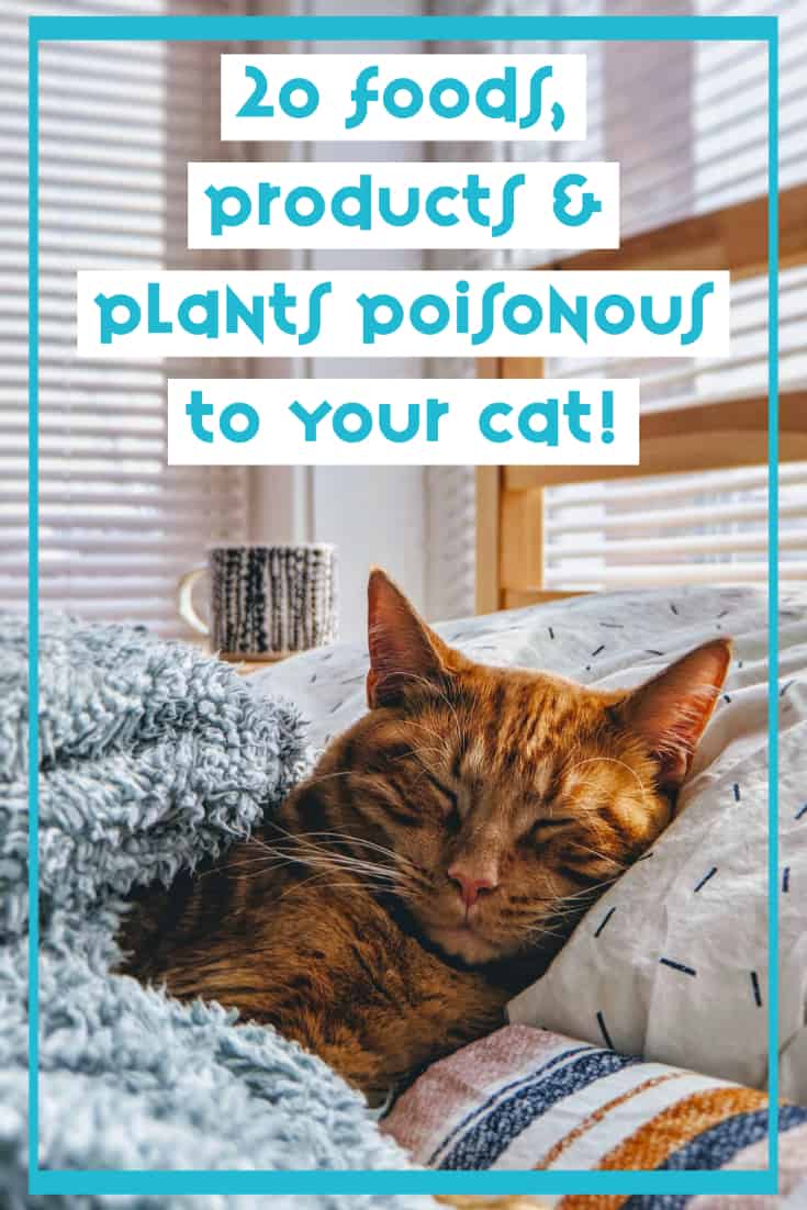 Foods, Products & Plants Poisonous to Cats