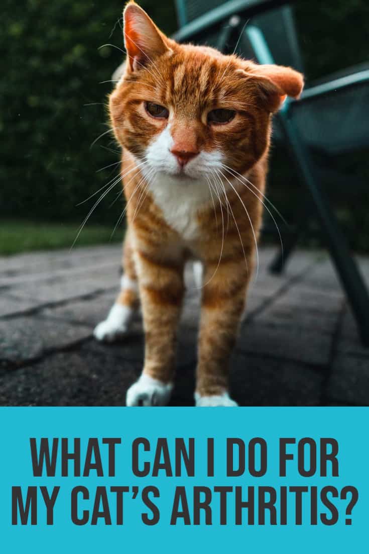 What Can I Do For My Cat's Arthritis?