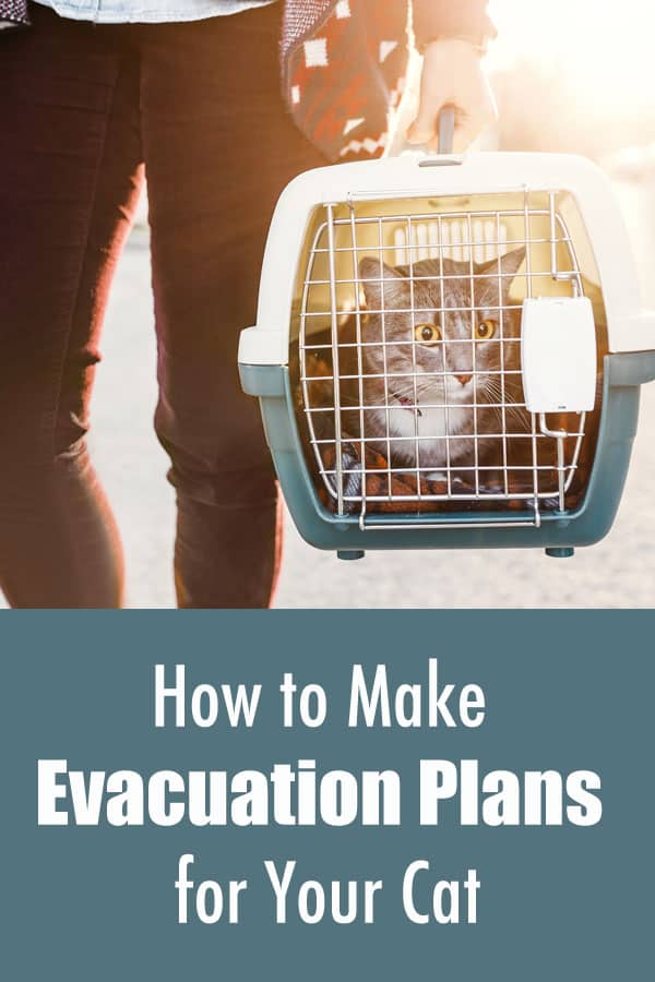 How to Make Evacuation Plans for Your Cat