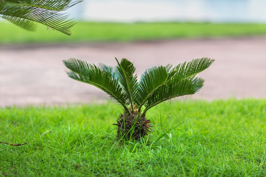 sago palms are poisonous to cats