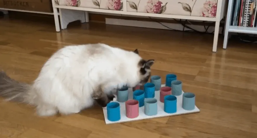 Homemade Cat Toys: Puzzle Feeder