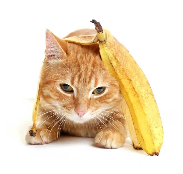 cat banana peel natural flea treatments for home