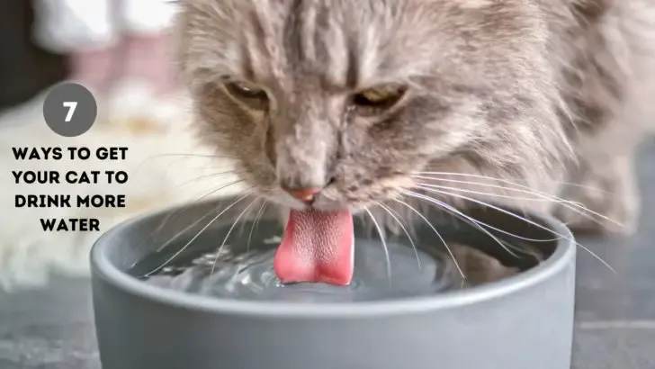 how to get your cat to drink more