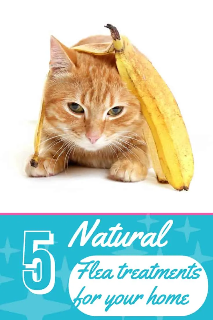 5 Natural Ways to Control Fleas In Your Cat Home