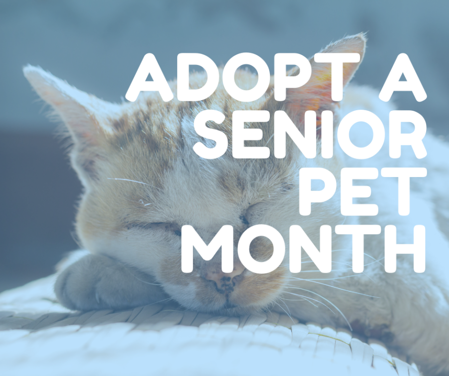 November is Adopt a Senior Pet Month