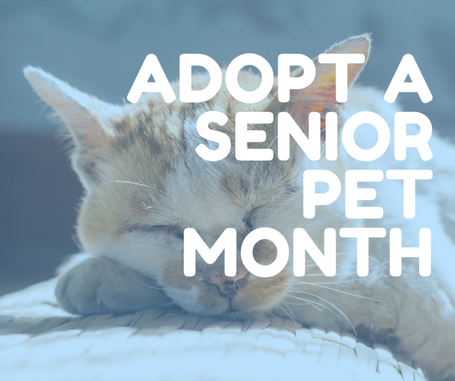 November is Adopt a Senior Pet Month