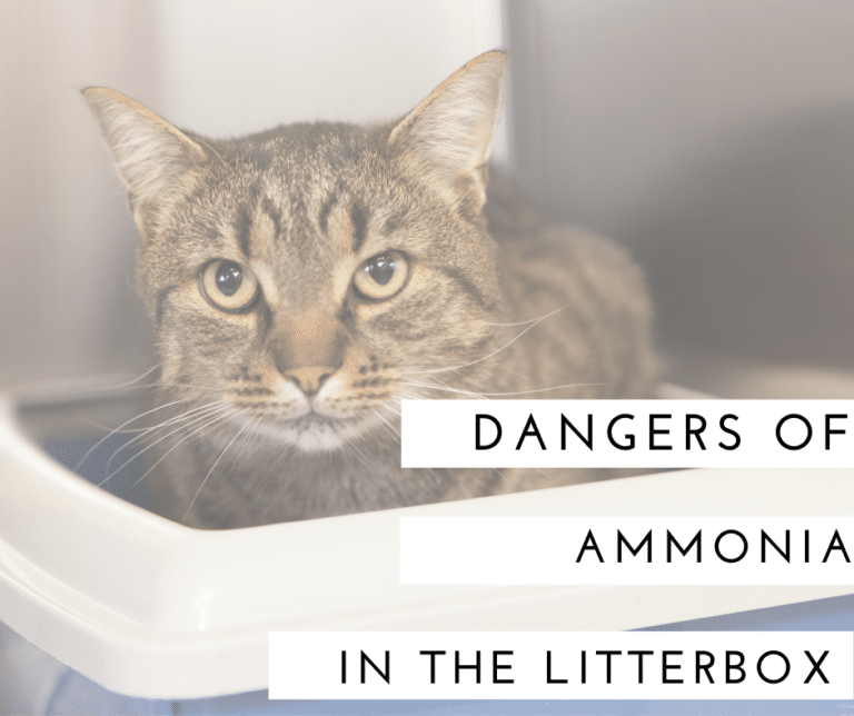The Dangers of Ammonia in Your Cat’s Litterbox