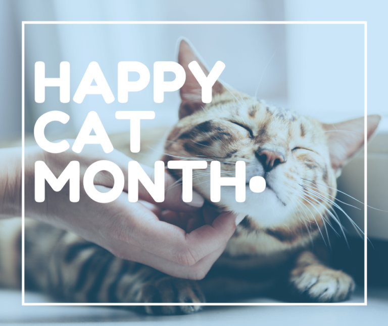 September is Happy Cat Month