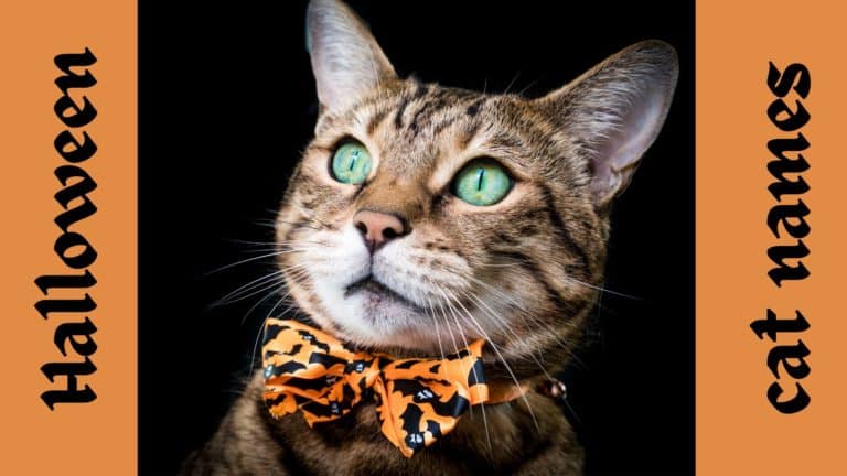 200+ Halloween Cat Names: Witchy, Vampire + Villain Names