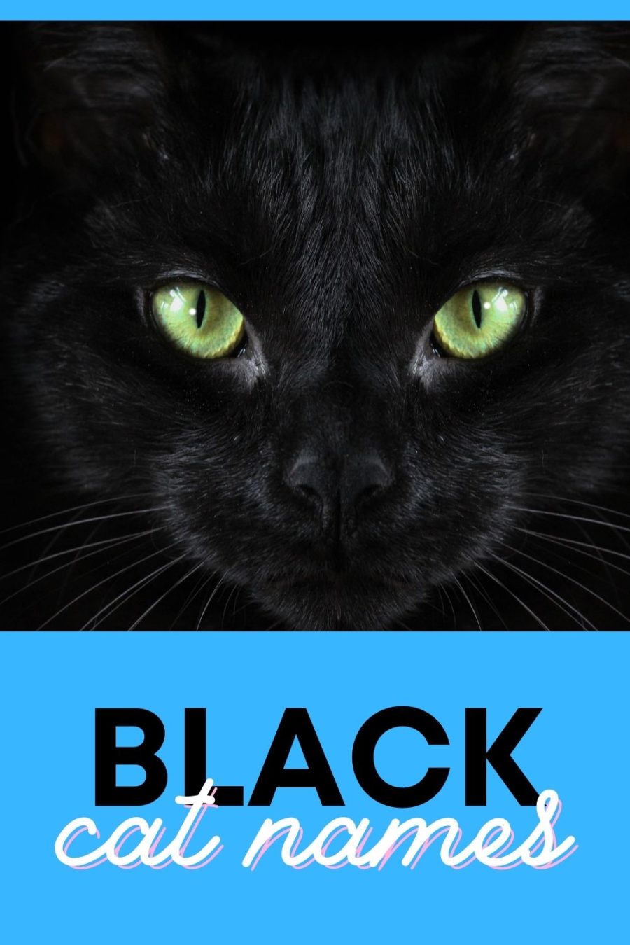 Black cat names