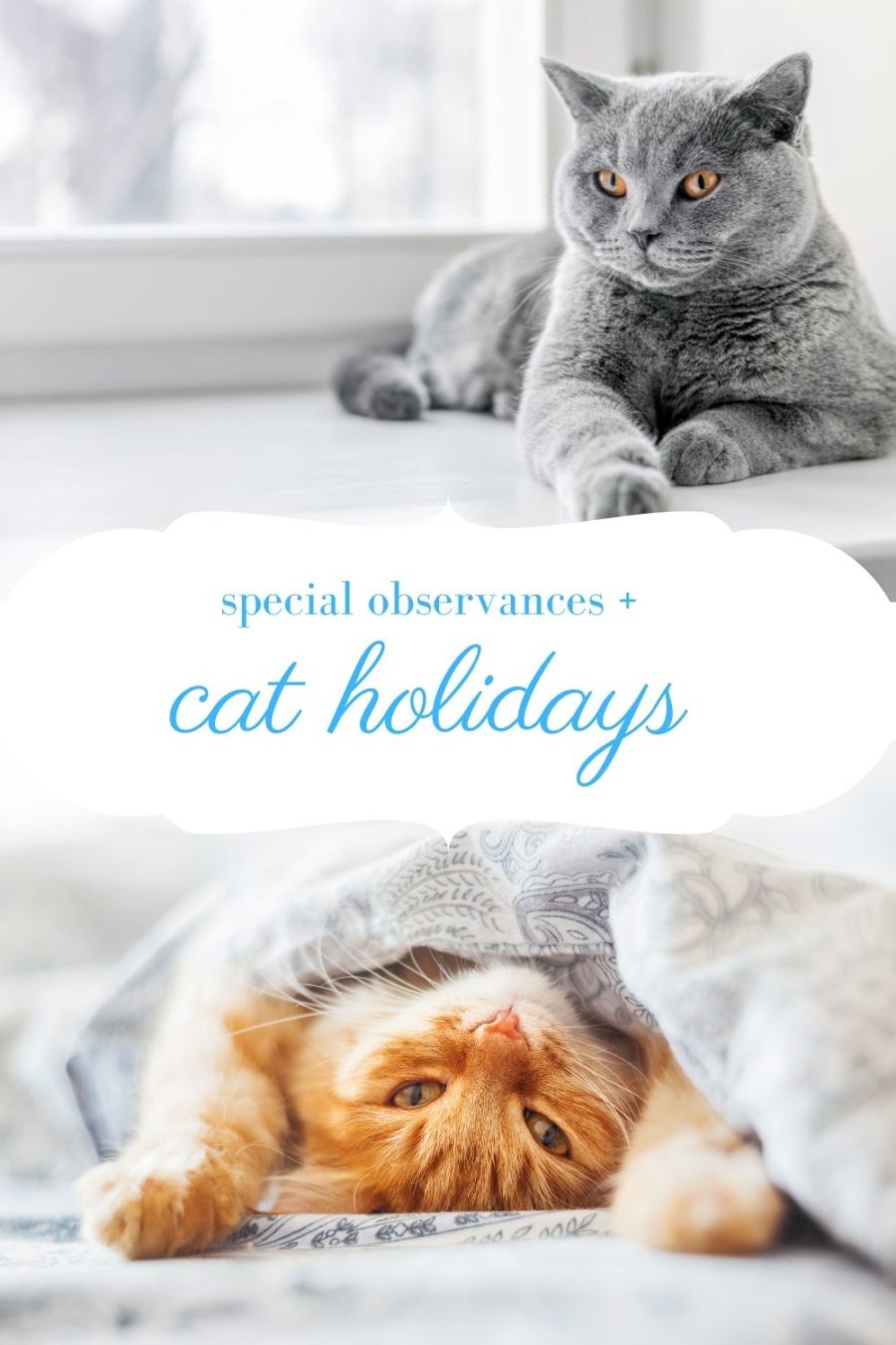cat holidays and special observances