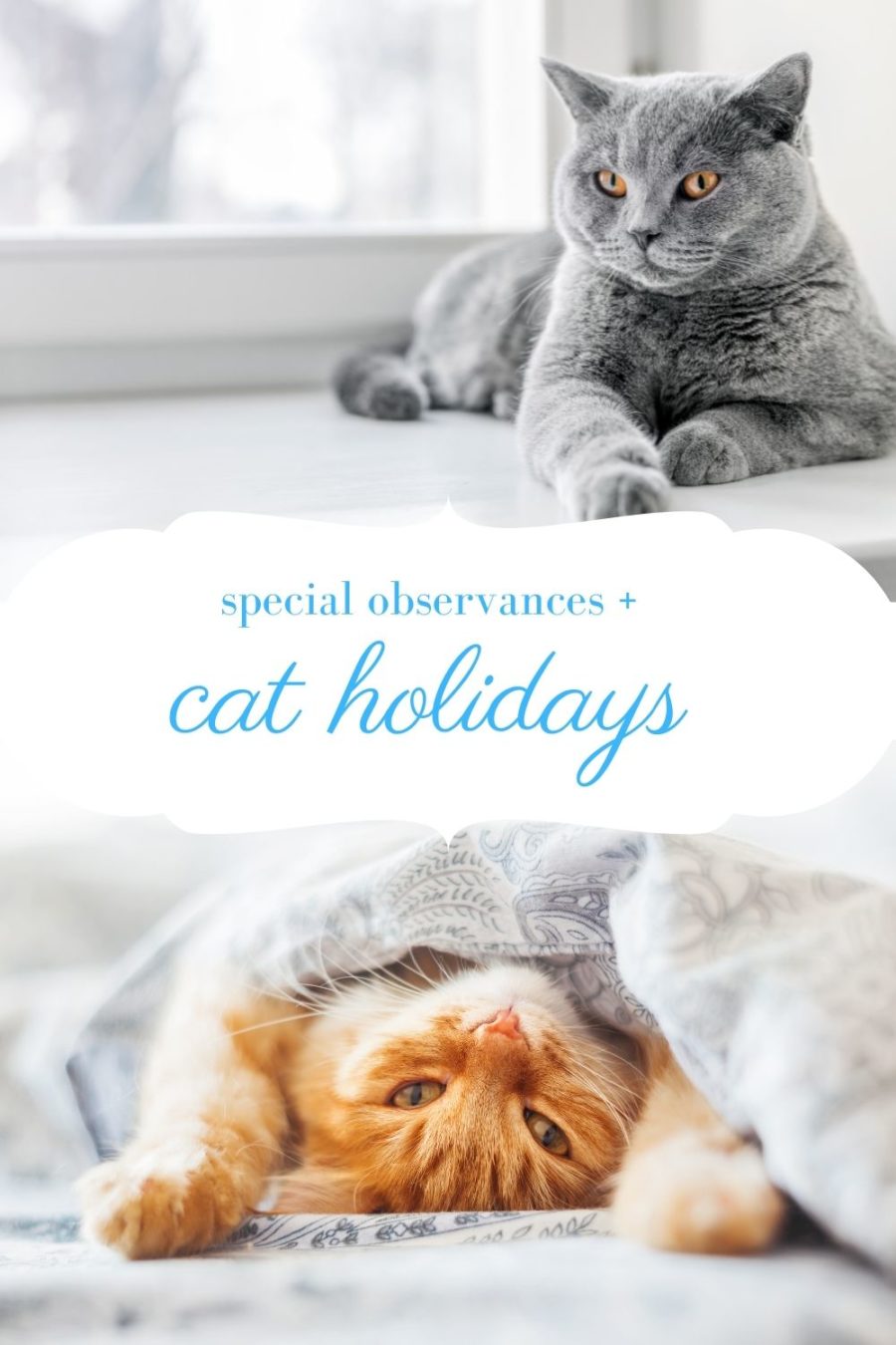 Celebrate National Cat Lovers' Month this December