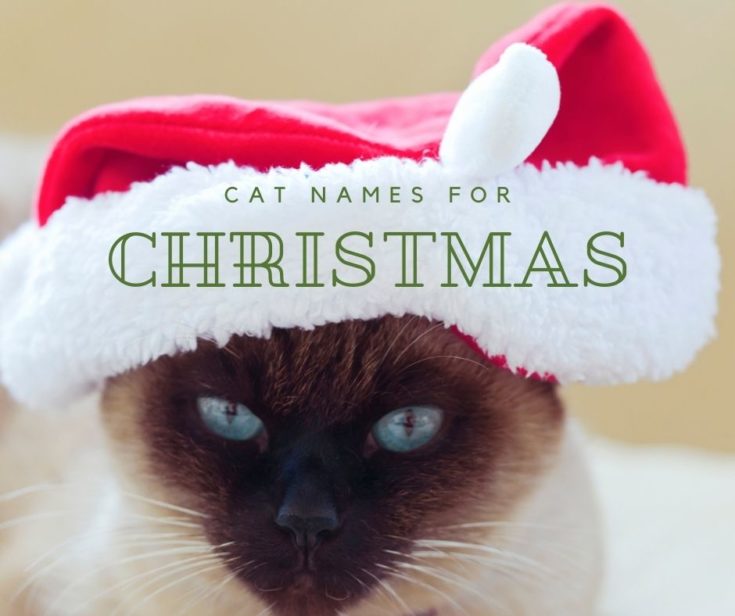 130+ Winter and Christmas Cat Names