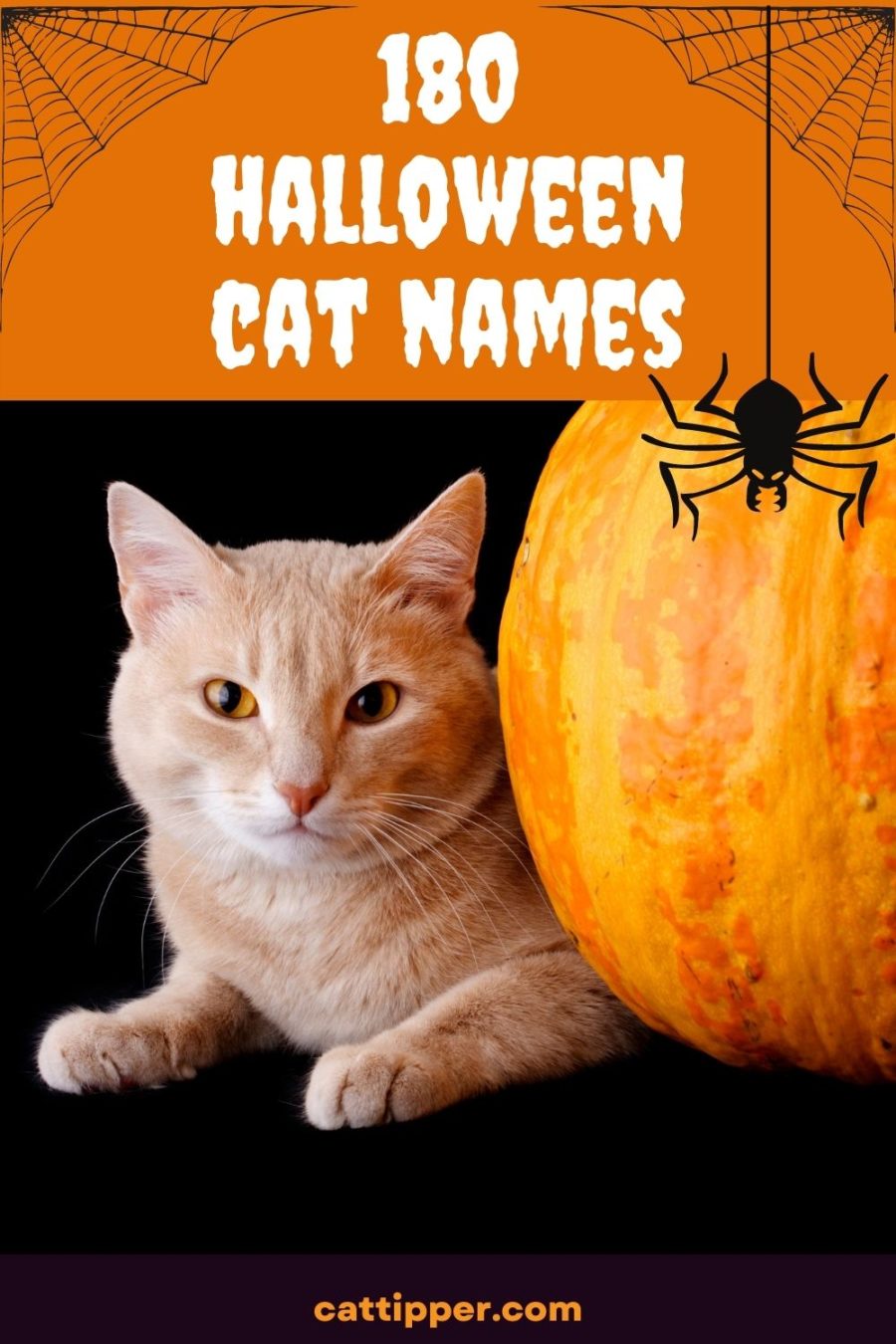 halloween cat names
