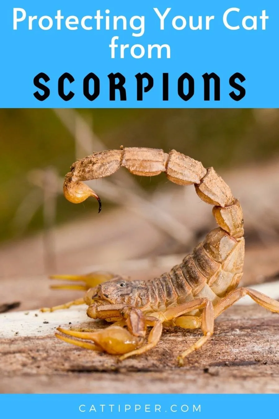 Scorpions and cats -- what to do if your cat is stung by a scorpion