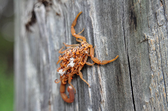 scorpion with baby scorpions on back