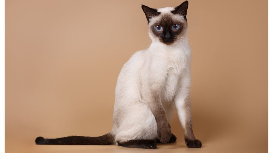 what does a siamese cat look like