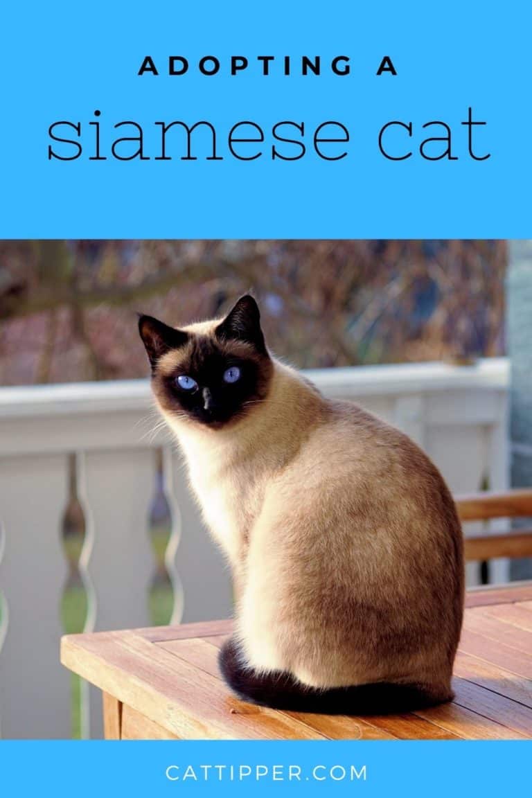 Adopting a Siamese Cat