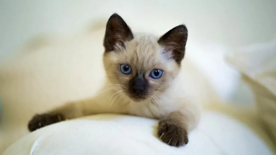 siamese kitten