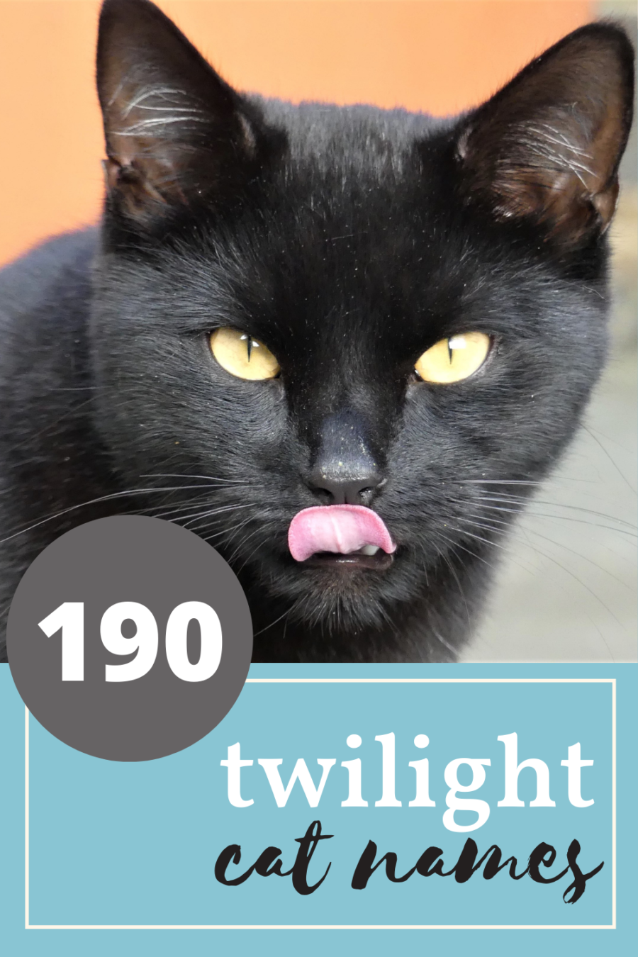 190 twilight cat names