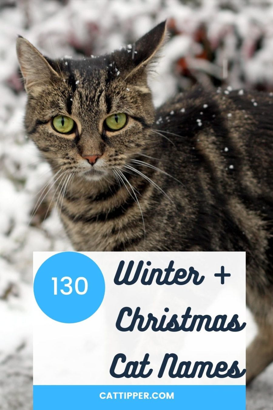 Winter and Christmas cat names