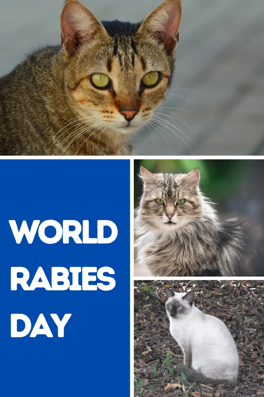 World Rabies Day