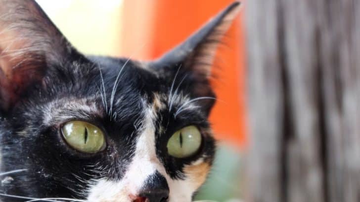 First Mobile Cat Cafe Helps Cats in Need - CatTipper