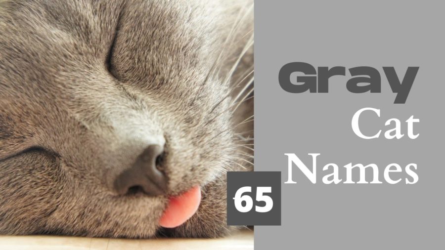 Gray cat names and gray kitten names