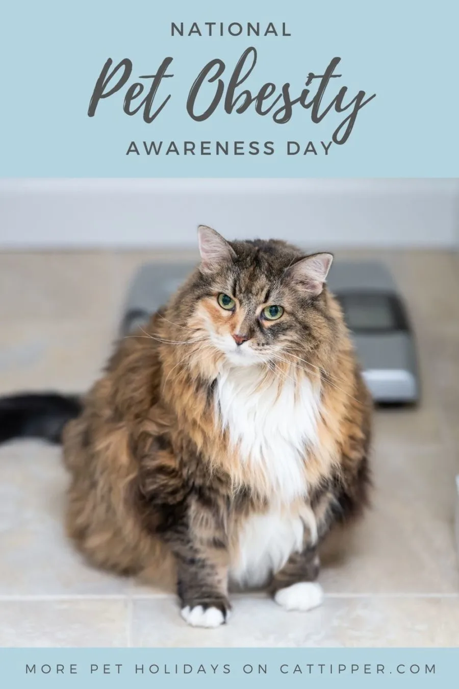 National Pet Obesity Awareness Day