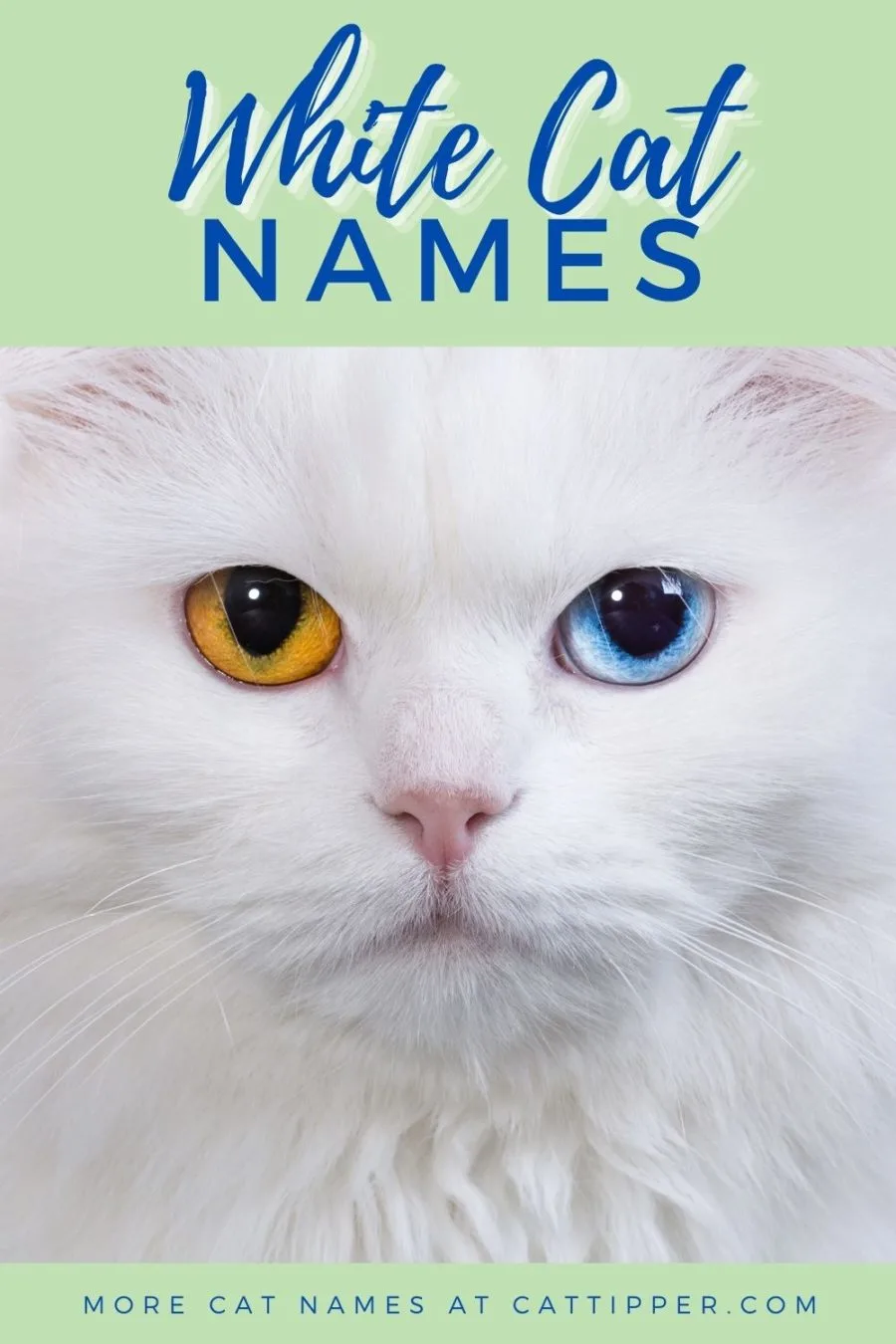 image of white cat with one gold eye and one blue eye
