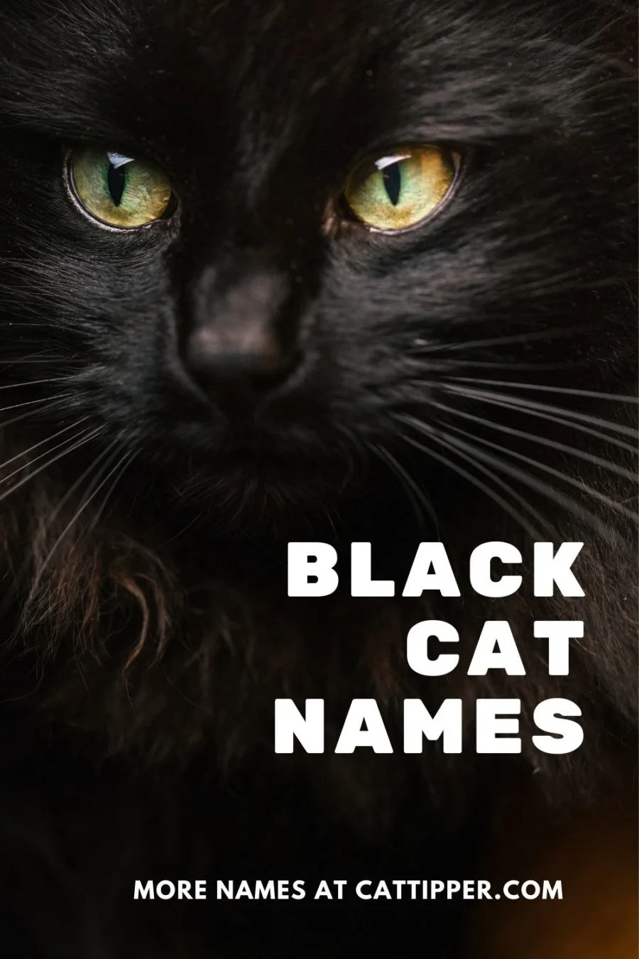 Black cat names and their meanings