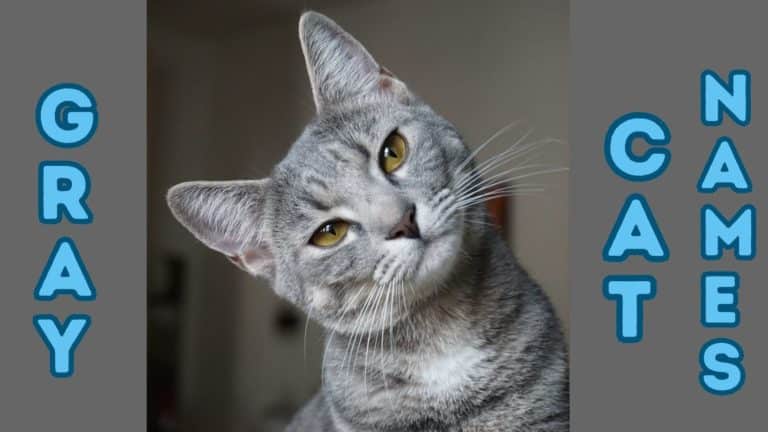 65+ Grey Cat Names {and their meanings}