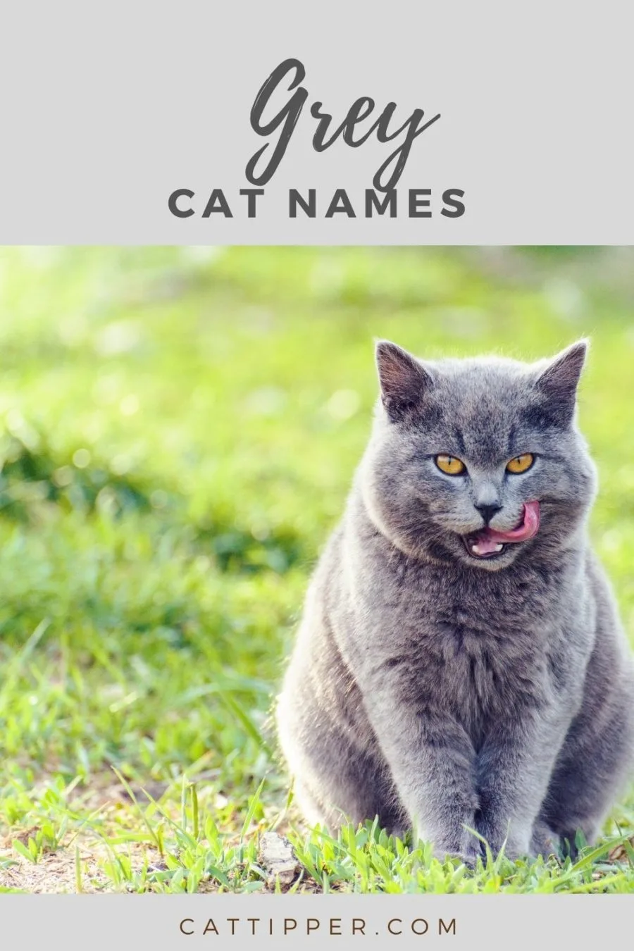 Grey Cat Names and grey kitten names